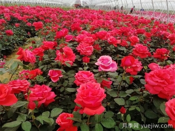薔薇、玫瑰與月季的種植秘籍