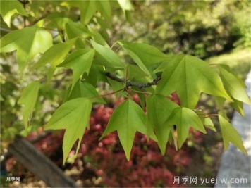 如何分辨三角楓、五角楓、元寶楓、雞爪槭，有圖片