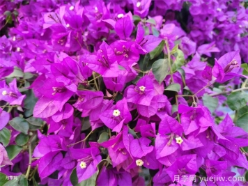 葉子花和三角梅的區(qū)別，葉子花和三角梅可以分清嗎？