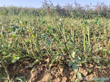 月季葉子掉個(gè)不停？光桿月季如何重新發(fā)芽？