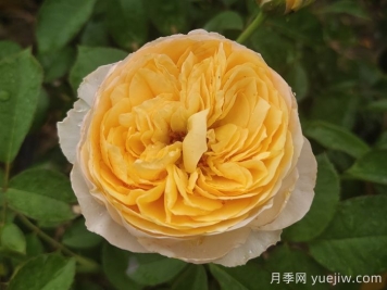 分享50款經(jīng)典的切花月季品種