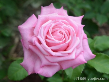貝琳達(dá)之夢(mèng)月季/貝琳達(dá)夢(mèng)想