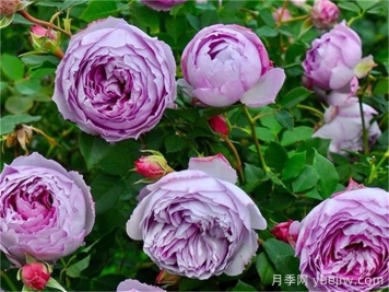 分享50個濃香月季品種