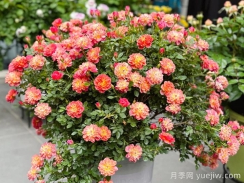 躲躲藏藏月季，多色微月盆栽，小巧可愛易爆盆