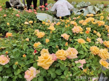 月季小苗的緩苗辦法？提高移栽成活率