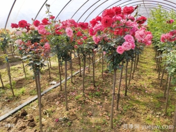 為什么買回家的月季沒多久就死了？該如何買苗？