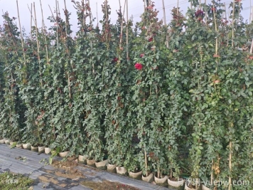 牽引時藤本月季枝條折斷的處理方法