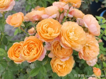 微型月季一年四季花開不斷，微型月季栽培手冊(cè)