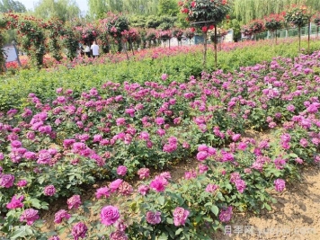 12種常見花境類型，你喜歡哪一種？