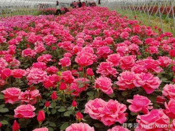庭院花園春季養(yǎng)護方案