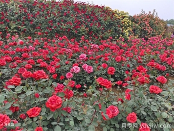 8個(gè)花園種植入門(mén)技巧，送給設(shè)計(jì)師與愛(ài)好者