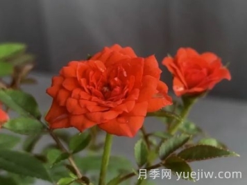 月季推薦，朱紅姬月季