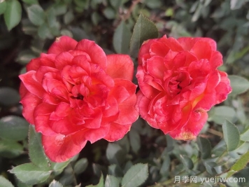 月季推薦，草裙舞女月季