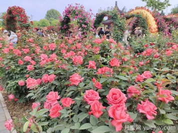 休閑游憩為主的口袋公園設計原則和植物配比