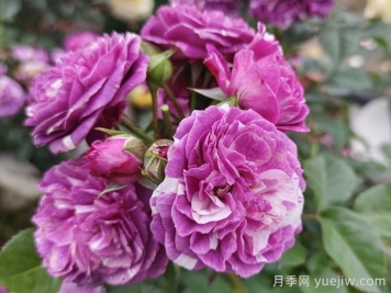 50種綠植花卉大全，值得收藏