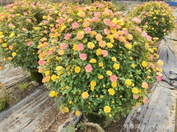 球類在植物組團(tuán)中的作用