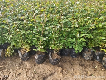春季如何提高綠化工程新栽植物的成活率？