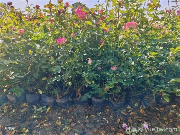 盆栽微型月季的養(yǎng)殖辦法，做好三點(diǎn)開(kāi)花不斷