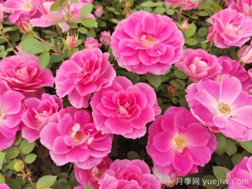 植物怎樣搭配以實(shí)現(xiàn)四季有景？