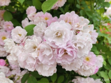 如果有個(gè)院子，一定要種一棵薔薇