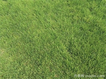 開春以后草坪如何快速返青？