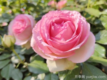 藤本月季的特征、品種、養(yǎng)護(hù)
