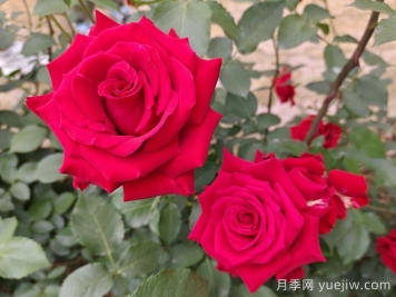 月季的專業(yè)名詞解析，看懂術(shù)語