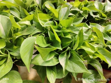 水培植物有哪些？