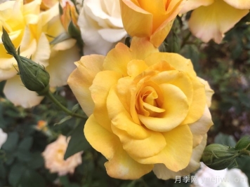 現(xiàn)代月季的分類及特點(diǎn)