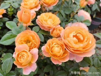 超微月季的品種特性和常見(jiàn)問(wèn)題