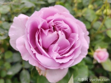 賞中國月季文化，詩詠月季花