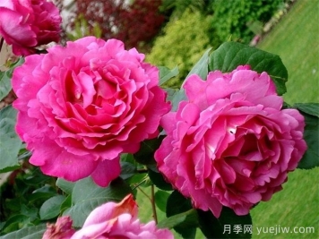 九大精品濃香月季品種，花香滿屋