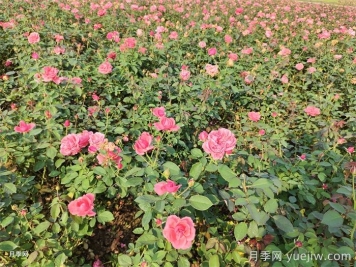 園林綠化養(yǎng)護(hù)中除草劑使用的利與弊