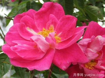 威廉巴芬月季