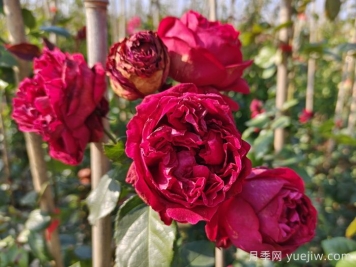 紅色和粉色龍沙寶石爬藤月季對(duì)比