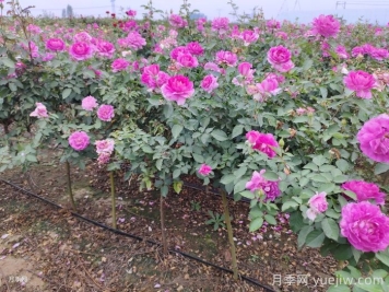 ?半陰環(huán)境光照不足如何養(yǎng)好月季花？