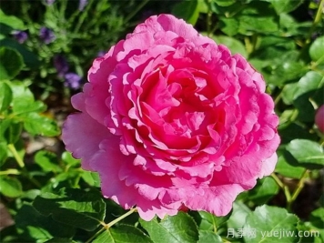 伊芙伯爵月季，伊芙系列開山鼻祖