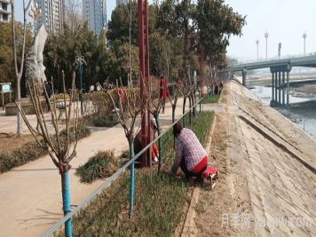 南陽(yáng)白河岸淯陽(yáng)橋臺(tái)地增植樹狀月季