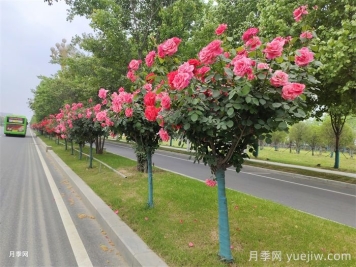南陽(yáng)叫響“世界月季名城”品牌，推進(jìn)月季種植增植