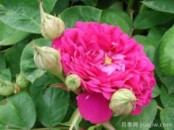 雷士特玫瑰