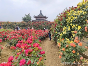 城市公園常見(jiàn)植物品種的配置選擇