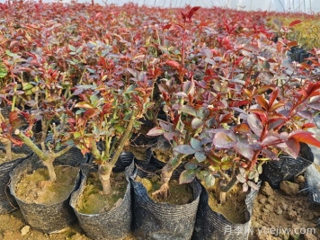 什么是抹芽？為什么春天月季要抹芽？