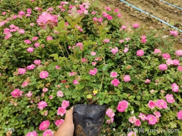 ?月季整株打焉耷拉是怎么回事？