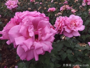 哪些月季更值得購買種植？月季優(yōu)缺點大比拼