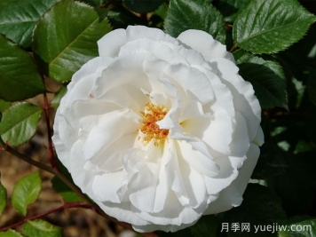 格麗特梅麗爾月季，英國第一香白月季