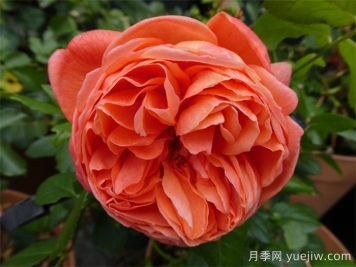夏日之歌月季的優(yōu)點(diǎn)和養(yǎng)護(hù)辦法 
