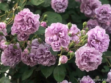 藍(lán)色陰雨月季，藍(lán)紫色藤本月季推薦