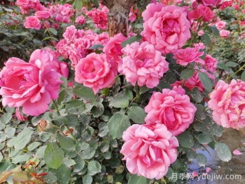 分享10種經(jīng)典大花月季，開花鮮艷美翻春季