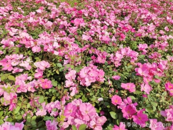 想要月季復(fù)花快，春季多開一次，應(yīng)該如何做？       