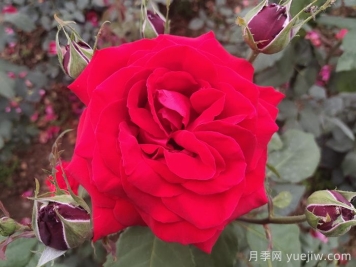 喜歡月季花，你知道月季花該如何養(yǎng)？